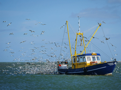 Cerclage et films pour optimiser la logistique des produits de la mer 